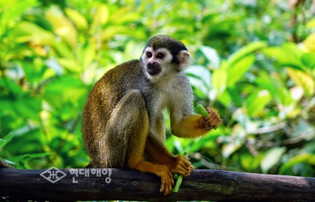 변화와 지략의 원숭이 < 문화 < 문화/관광/레저 < 기사본문 - 현대해양