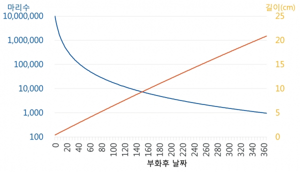 그림 1_1천만 개 대구 수정란이 부화했을 경우 1년 동안 일별 마리수(왼쪽축)와 몸 길이(오른쪽축) 변화.※출처: Jung, S., Choi, I., Jin, H., Lee, D.-w., Cha, H.-k., Kim, Y., Lee, J.-y., 2009. Size-dependent mortality formulation for isochronal fish species based on their fecundity: an example of Pacific cod (Gadus macrocephalus) in the eastern coastal areas of Korea. Fish. Res. 97, 77-85
