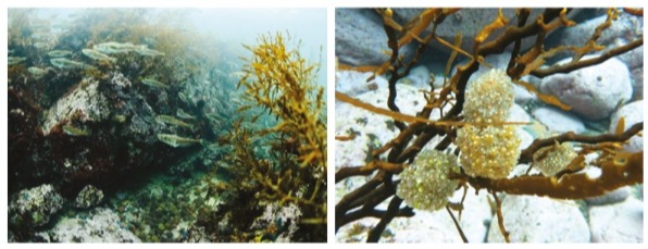 사진 1. 동해 해안가 해초 군락에 산란하러 모여든 도루묵과 모자반에 붙어있는 알 덩어리(왼쪽)와 모자반에 붙어있는 도루묵 알.&nbsp;※ 사진_한국수산자원공단