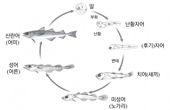 &lt;그림 1&gt; 대표적인 물고기 생활사 (명태)