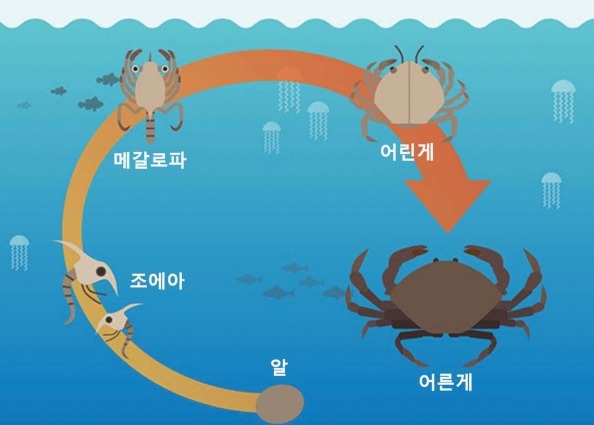 그림 2. 게 생활사