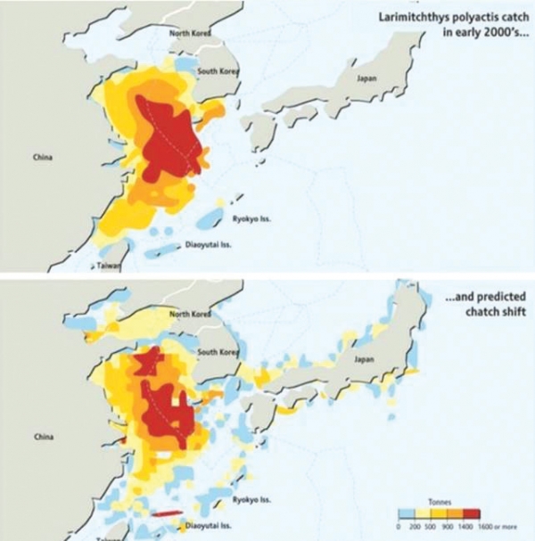 그림 3. 참조기 어획고 분포 (위: 2000년대, 아래: 미래 기후변화 예측)출처_ https://www.grida.no/resources/7338)
