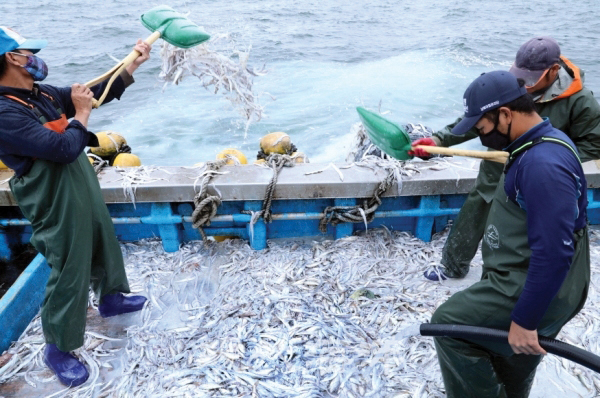 전남 정치망어업인들이 갈치 금어기(7월 1일부터 31일까지)에 혼획되어 잡힌 미성어 갈치를 조업 수면에 내다 버리며 정부 단속에 반발했다.(사진제공_전남정치망수협)