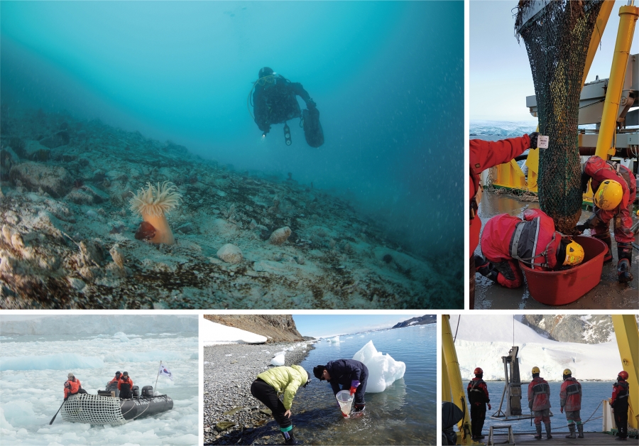 2018년 남극 마리안소만 조간대 및 조하대 조사 현장