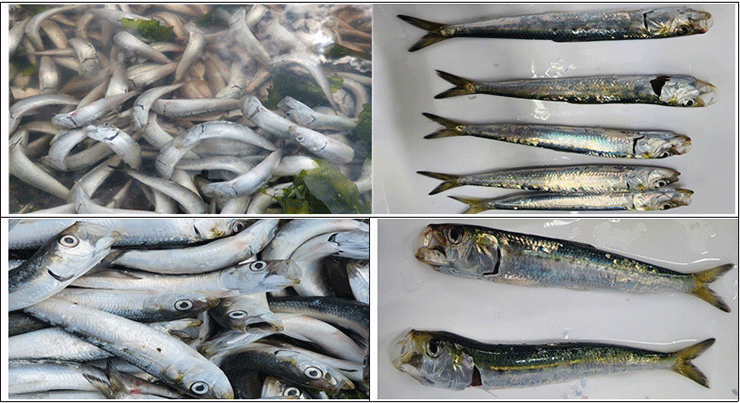 국립수산고학원 측은 (한국일보에서) "사진에서 아가미 근처 상처라고 표현한 것은 상처가 아니라 산소부족시 나타나는 아가미 열림 증상"이라고 설명했다.