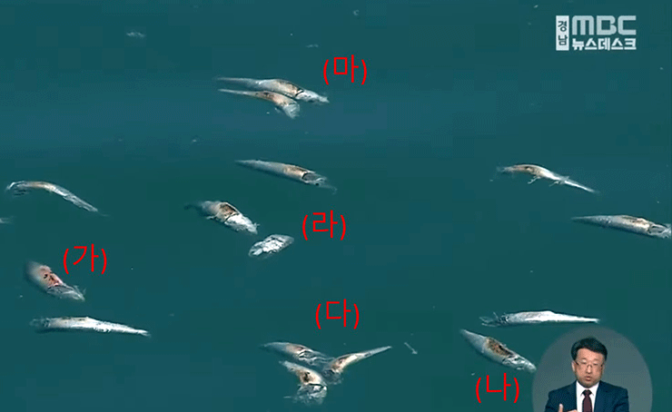 국립수산과학원의 정어리 폐사 원인 발표에 '정석근 교수의 되짚어보는 수산학' 저자 정석근 교수는 토막난 물고기는 어떻게 설명할 수 있느냐고 묻는다. 사진은 경남 MBC 화면 캡쳐.