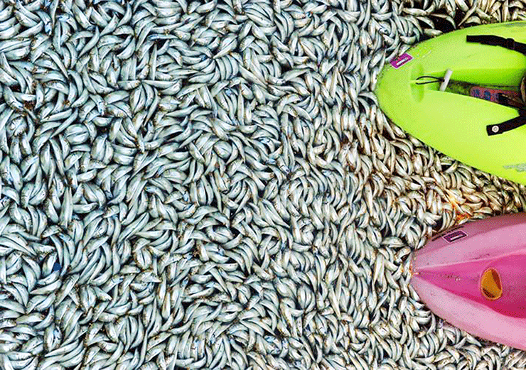 마산만에서 발견된 정어리 사체. 방송화면 캡쳐