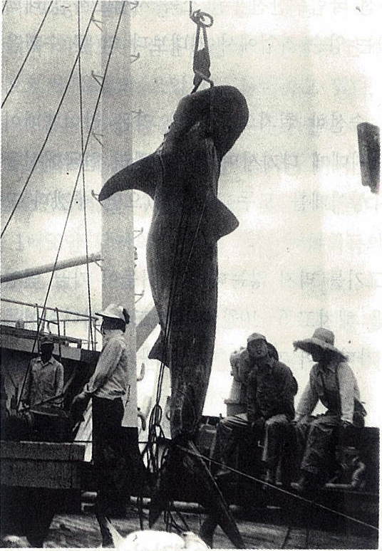 사이판 근해에서 잡은 길이 3.8m, anrp 1.2 t짜리 편두상어