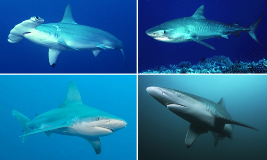 다양한 상어. (왼쪽 위부터 시계방향으로) 귀상어, 뱀상어, 참상어, 청상어