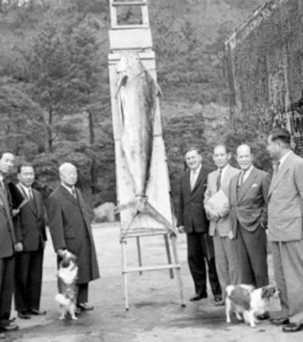 지남호가 인도양에서잡은 새치를 경무대에 걸어놓고 당시 이승만 대통령(완쪽 세 번째) ED 관계자관들이 기념촬영을 했다. 왼쪽 척 번째가 심상준 씨, 맨 오른쪽이 지철근 씨.