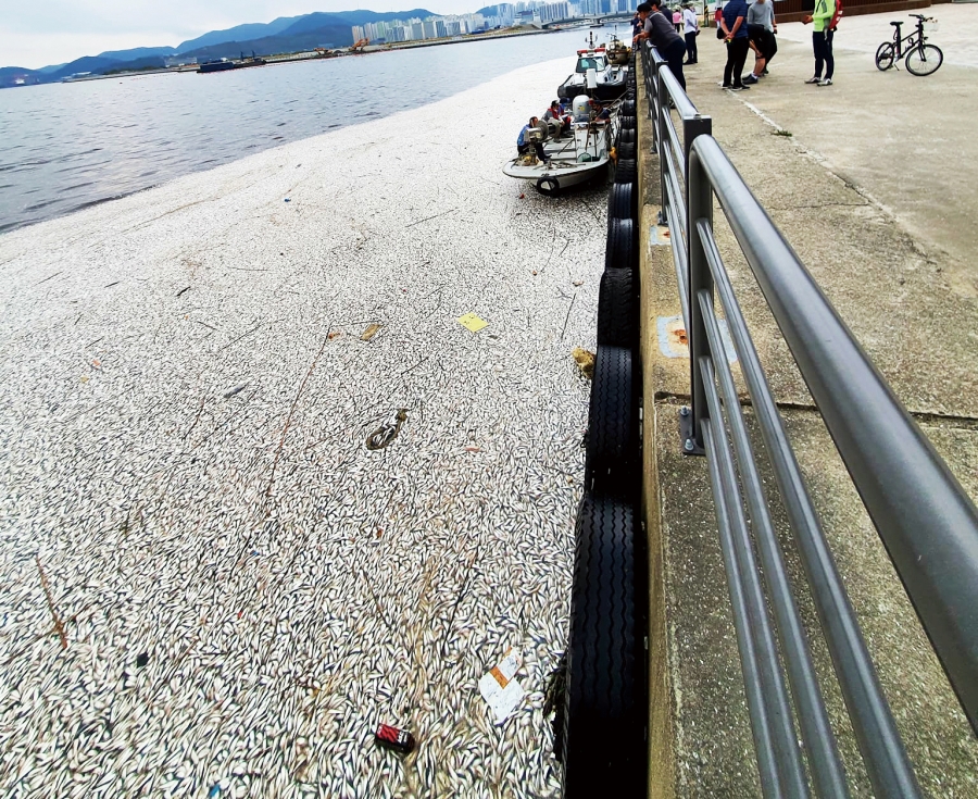 2023년 10월 마산만 정어리 폐사 사태. 사진_전홍표 창원시의원 제공