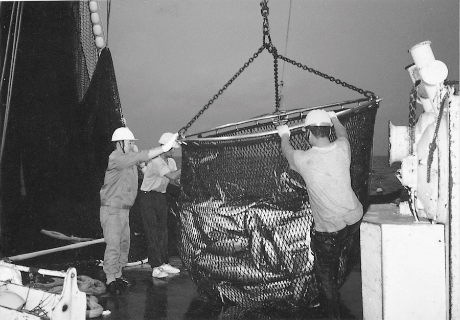 선원들이 그물 속에 든 가다랑어를 끌어올리고 있다. 많을 땐 한 차례 투망에 200~300톤 씩 잡는다.