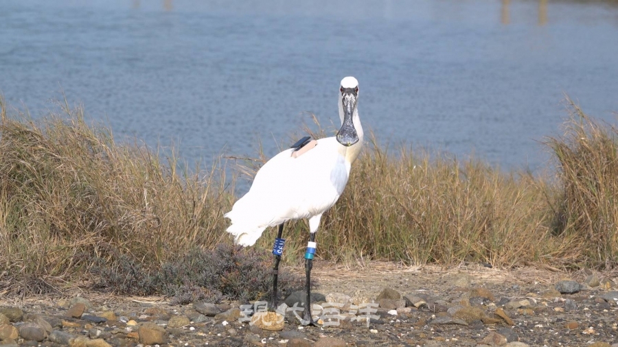 대만에서 구출된 저어새