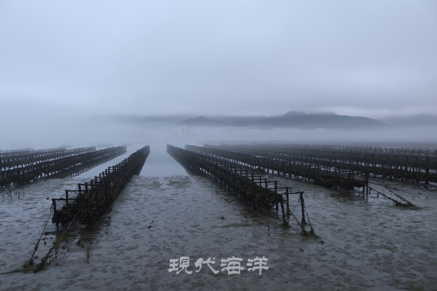 물안개에 묻힌 굴양식장