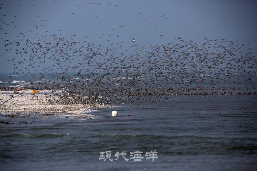도요·물떼새들의 우아한 군무, 유부도에서 촬영