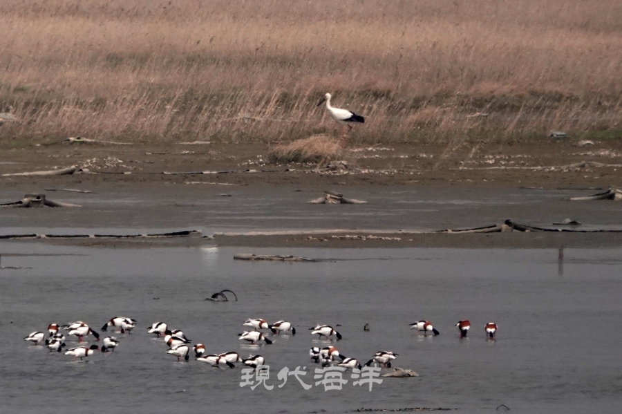 황새 & 혹부리오리, 수라에서 촬영