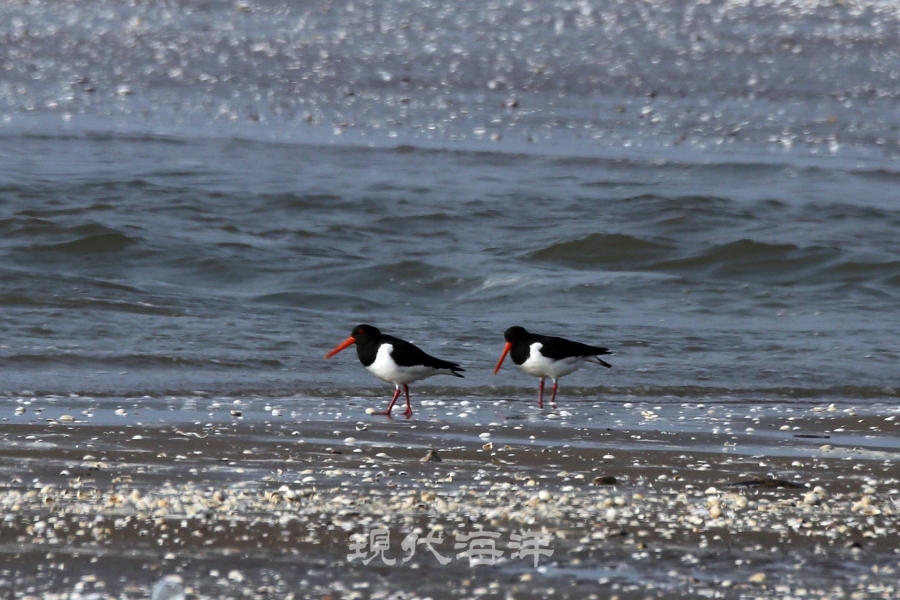 검은머리물떼새