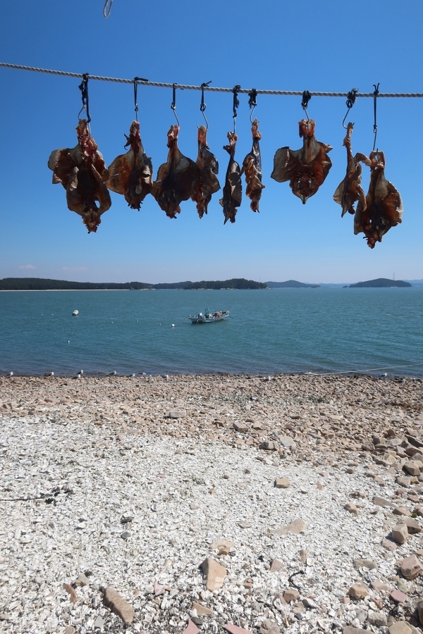 건조 중인 간재미(갱개미)