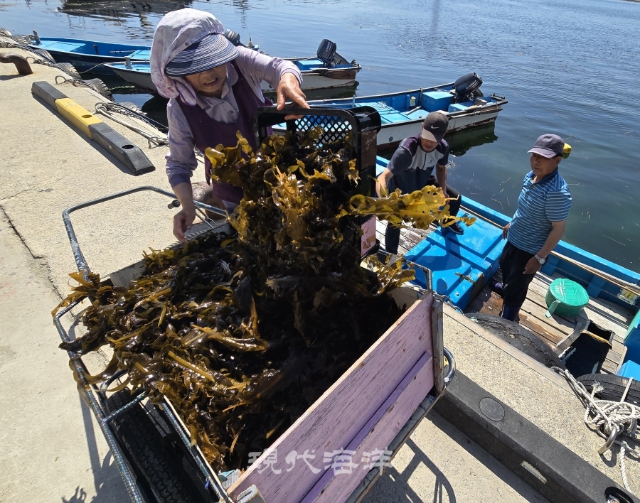 어업인들이 채취해 온 미역을 배에서 육지로 옮겨담고 있다