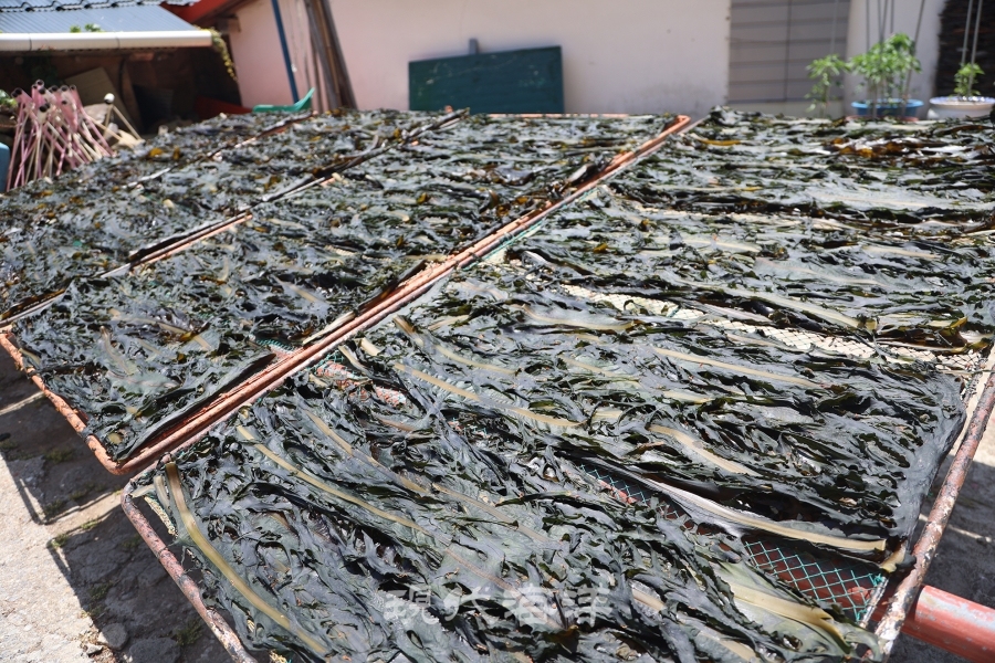 건조되고 있는 창경바리 돌미역