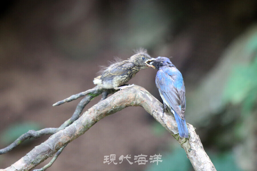 이소 직전에 아비 새가 새끼 새에게 먹이를 먹이는 장면