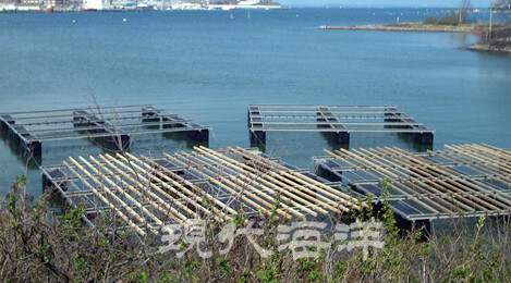 인도 타밀나두 지역의 부유식 뗏목양식장 (굴양식)