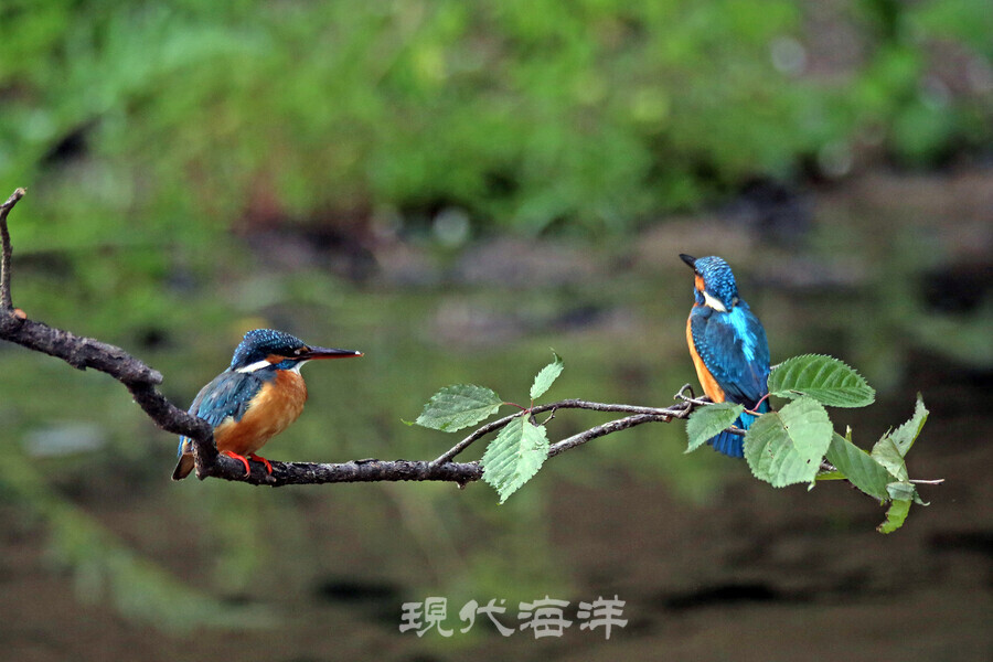 번식기에 짝을 이룬 물총새