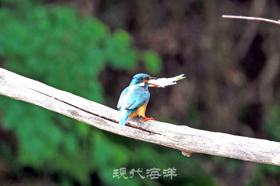 물고기를 잡아올린 물총새. 먹이 사냥의 성공률은 약 30%이다.