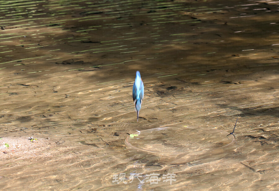 물고기를 사냥하는 물총새