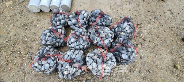 태안해양경찰이 지난 13일 개조개를 불법 채취한 잠수부 일당을 검거했다.