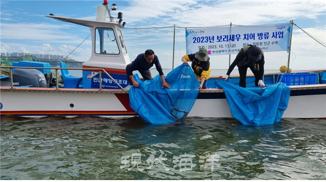 2023년 보리새우 치어 방류 사업