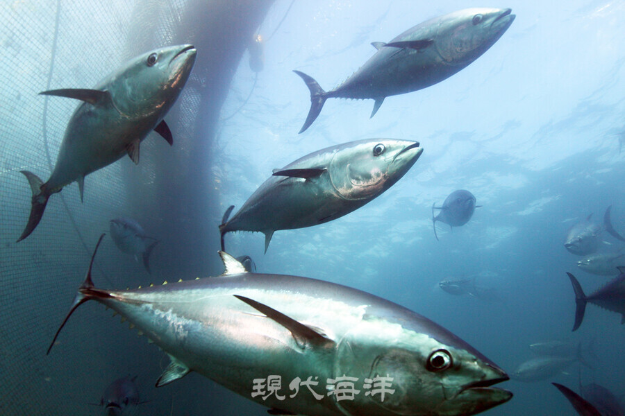 자연산 참다랑어