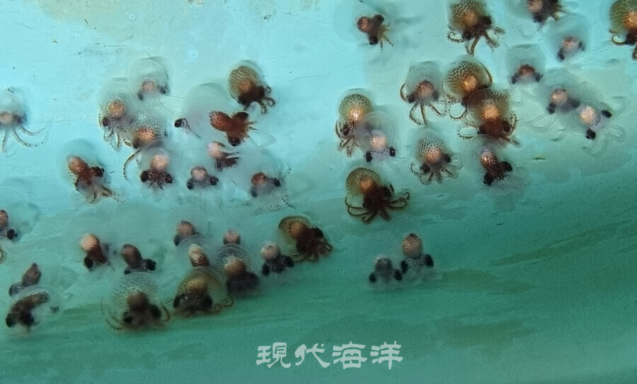 부화 후 93일 경과한 대문어 유생