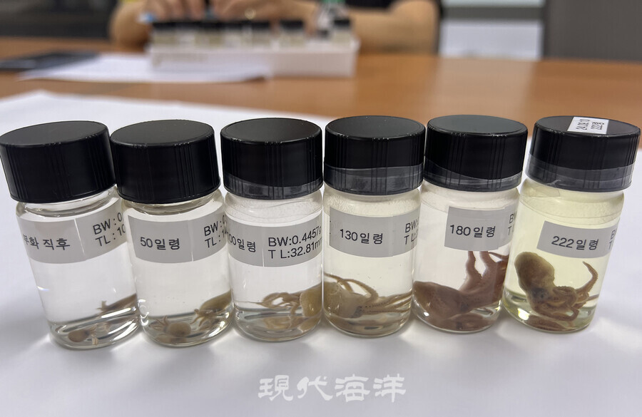 고정된 문어 유생 샘플