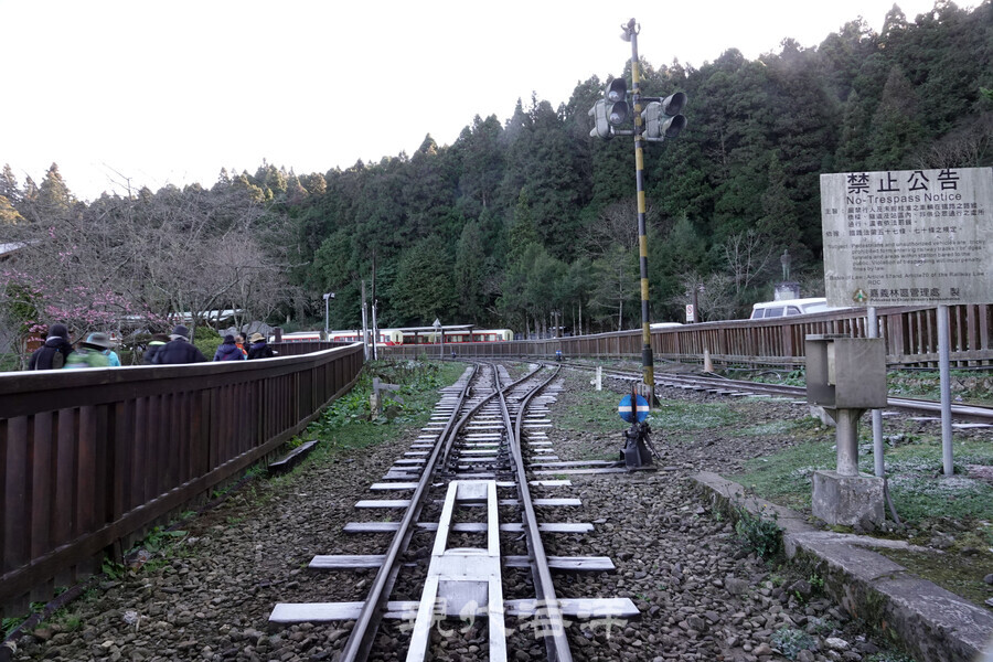 1912년에 완공된 아리산 삼림 철도(11.6km)