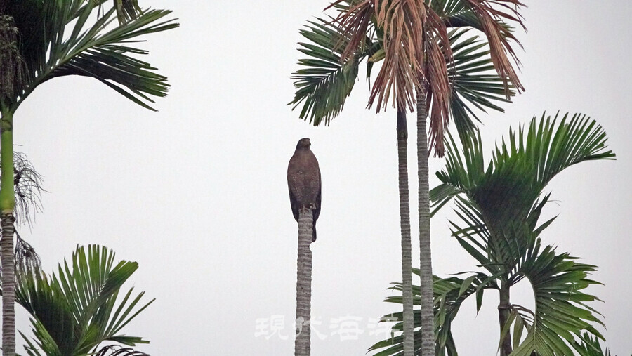 아리산 차밭에서 만났던 관(冠)수리-Crested Serpent Eagle, L55cm