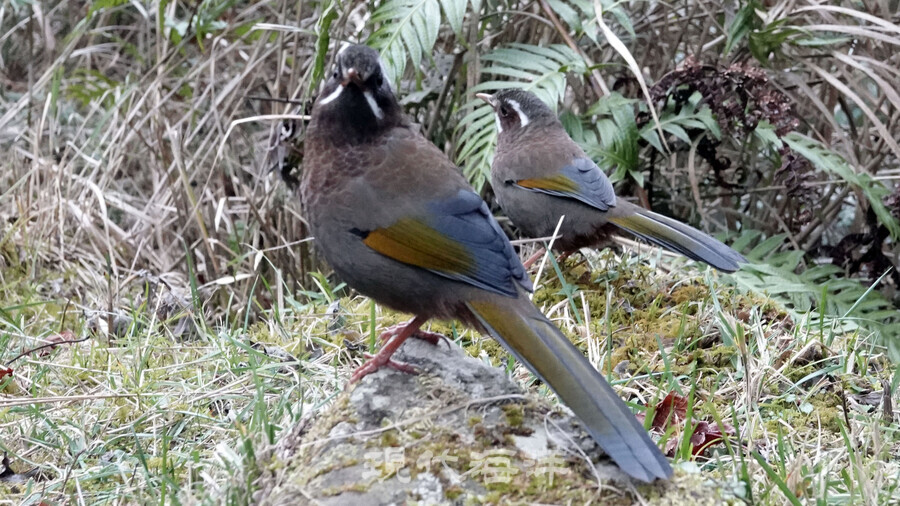 흰 수염 웃는 새-White-whiskered Laughingthrush