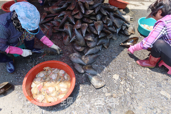 키조개를 손질하는 주민