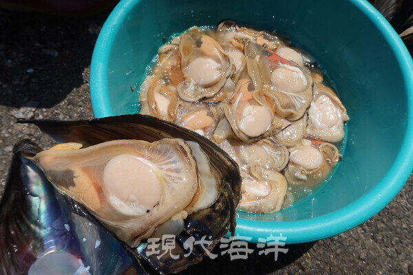 껍질을 벗긴 키조개와 손질한 관자