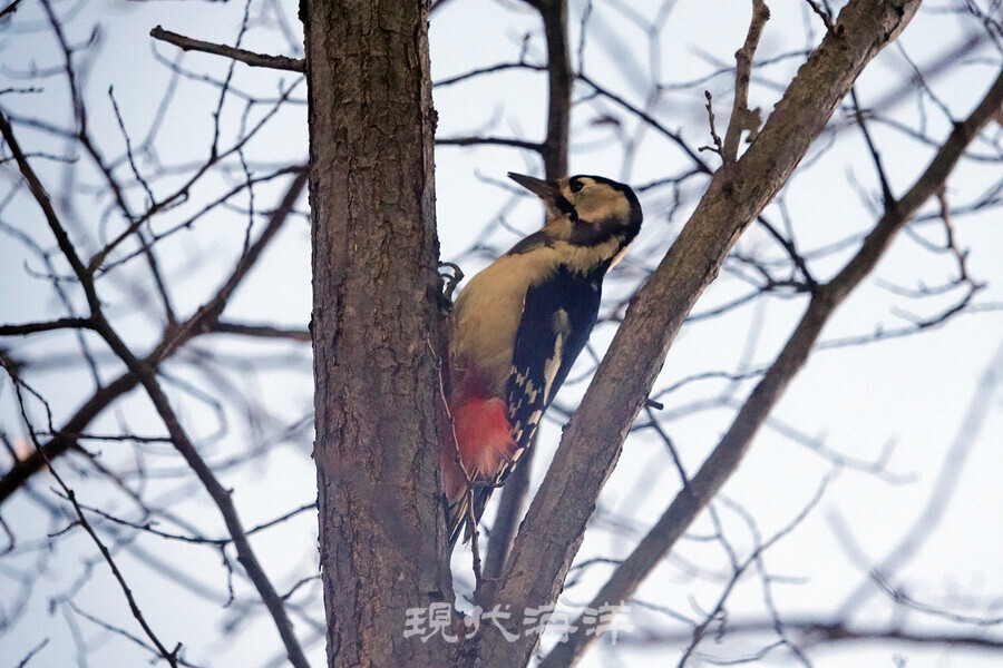 오색딱따구리(Great Spotted Woodpeaker, L24cm), 삿포로에서