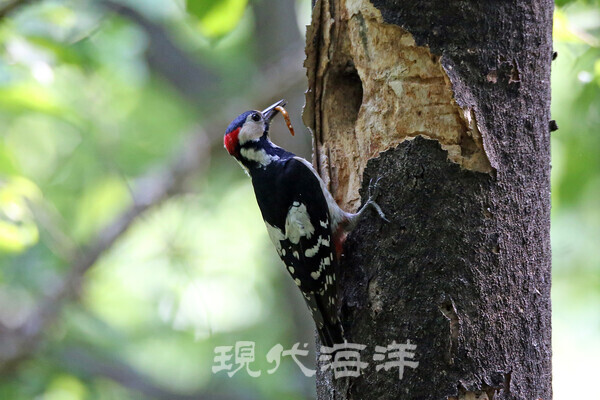 오색딱따구리(Great Spotted Woodpeaker, L24cm), 팔당호수에서