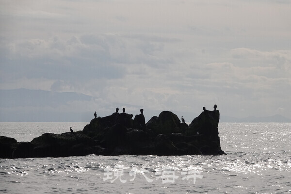 노보리베츠 해안 무인도에서 서식하는 가마우지