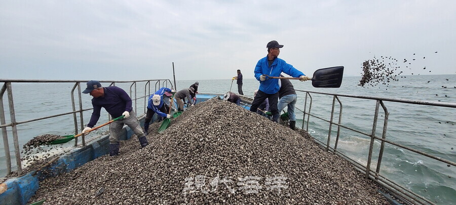 안산시(시장 이민근)는 대부도 어촌계 마을어장 일원에 고소득 패류 종자인 바지락 방류 추진에 나선다고 21일 밝혔다.