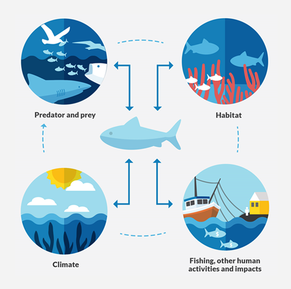 생태계 기반의 어업관리란 기후, 서식환경, 인간의 유해한 행위, 먹이생물과 포식자의 관계 등 수산자원의 크기에 영향을 줄 수 있는 모든 요소를 복합적으로 고려해 최적의 관리체계를 적용하는 것이다. (출처 : A brief from PEW, 2023년 9월)
