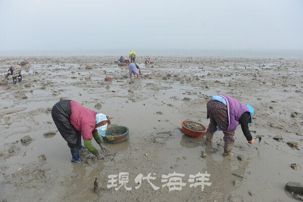 고파도 바지락밭