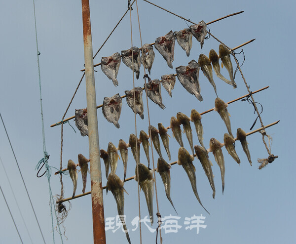 망둑어를 말리는 모습