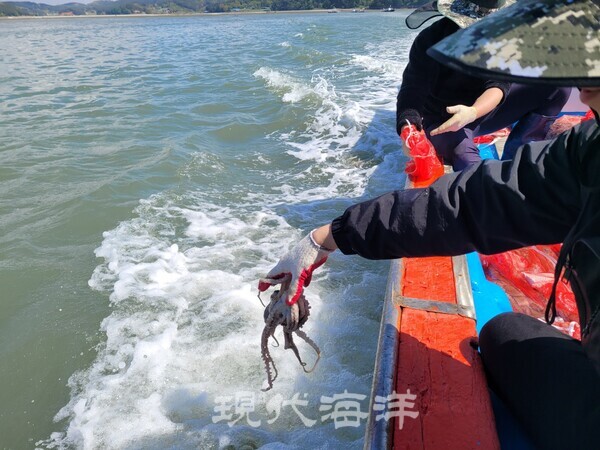 한국수산자원공단(이사장 이춘우) 서해본부(본부장 양정규)는 낙지 자원의 증대와 지역 해양 생태계 복원을 위해 서산시 해역에 낙지 산란·서식장을 조성해 올해 총 2만 2,672마리의 교접 유도 낙지를 방류했다.