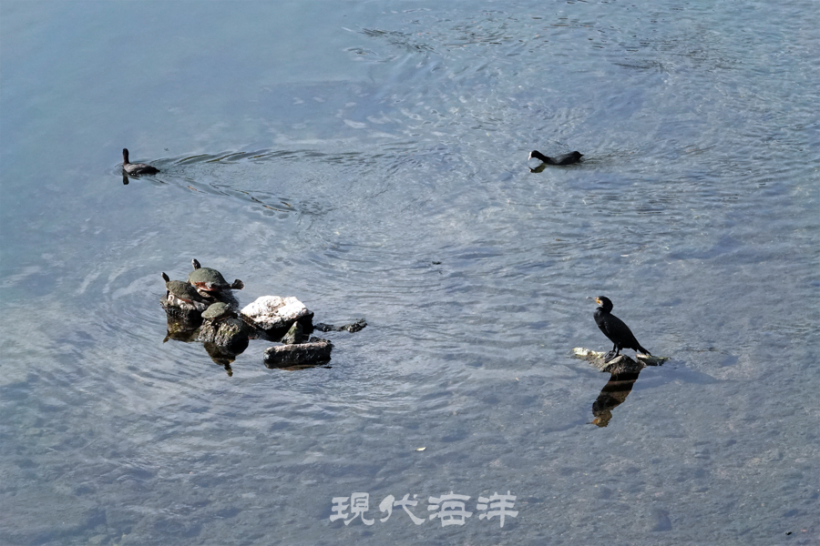 맑은 강물이 흐르고 새들이 찾는 살아 있는 생태계, 중랑천