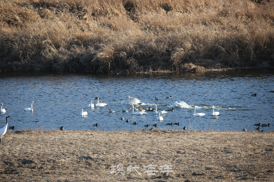 러시아, 몽골 등 지역이 얼기 시작하자 한반도 한탄강으로 이주한 큰고니들