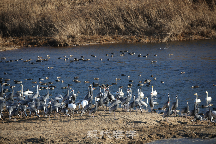 시베리아, 아무르강 지역에서 한반도 한탄강으로 이주한 재두루미와 두루미
